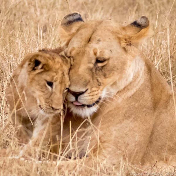 06-kenya-mother-and-child-lions-jane-jamison-photo-workshop-adventures A mother lioness cuddles with her young in Kenya. © Jane Jamison
