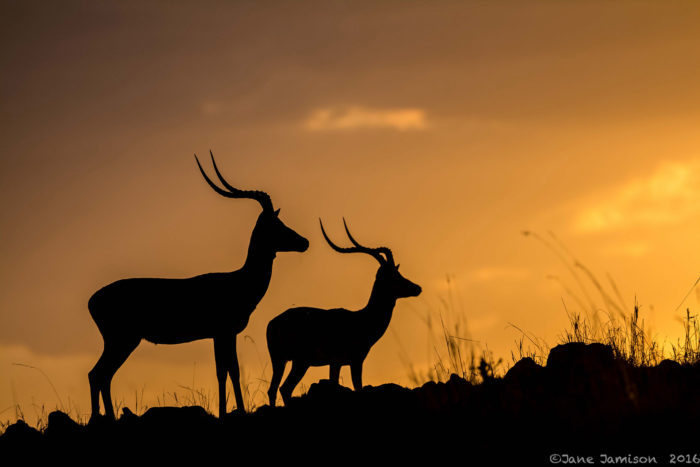 08-kenya-sunset-silhouettes-jane-jamison-photo-workshop-adventures