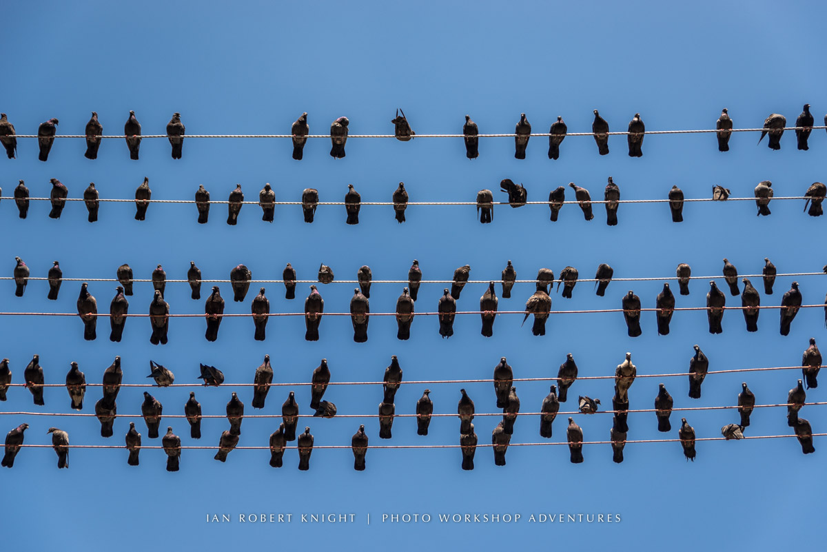 Birds on a wire in Yangon, Myanmar.
