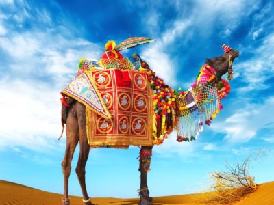 Camel in desert. Camel fair festival in India, Rajasthan, Pushka Camel in desert. Camel fair festival in India, Rajasthan, Pushka
