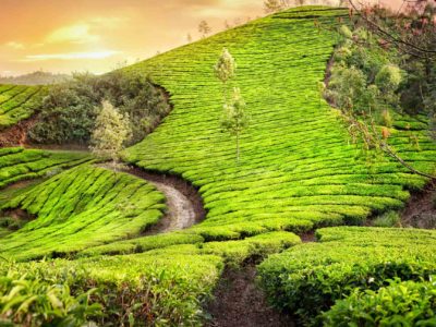 Tea plantations in India Tea plantations in India