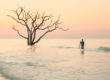 Photographer wading in the water to photograph a tree in South Carolina, by Think Orange Magazine.
